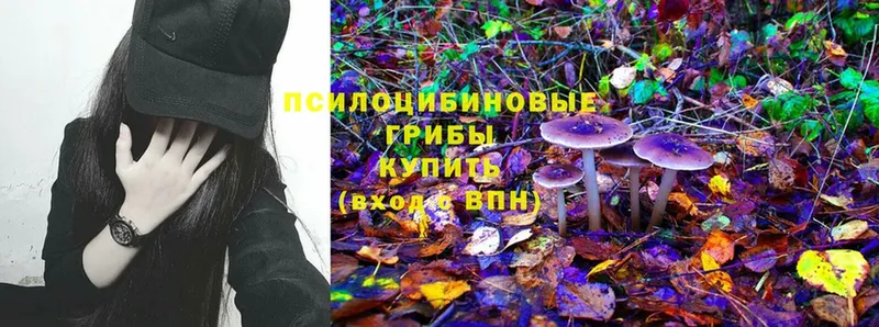 Псилоцибиновые грибы Cubensis  где продают   Кинель 